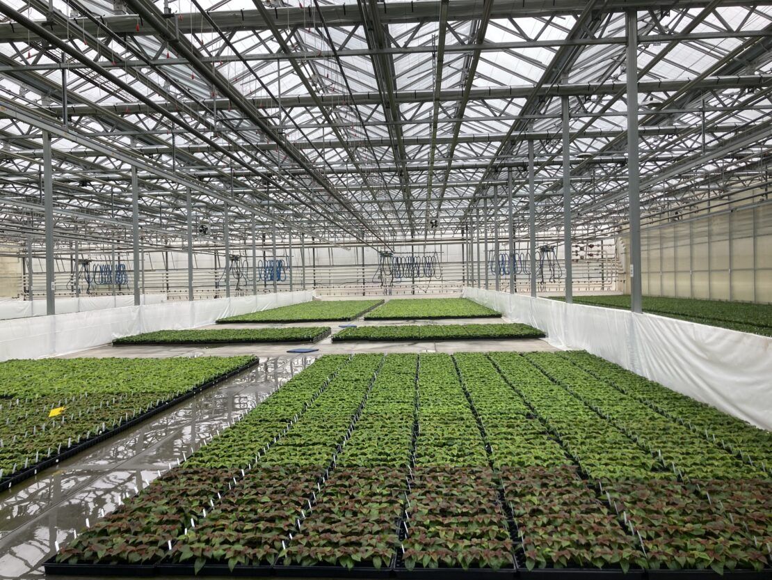 41.5 span Vail Open Sky greenhouse with flood floors