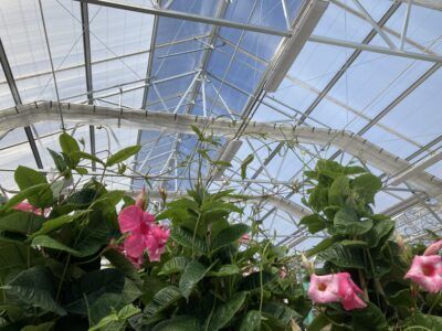 Interior of Vail Greenhouse showing Atrium venting