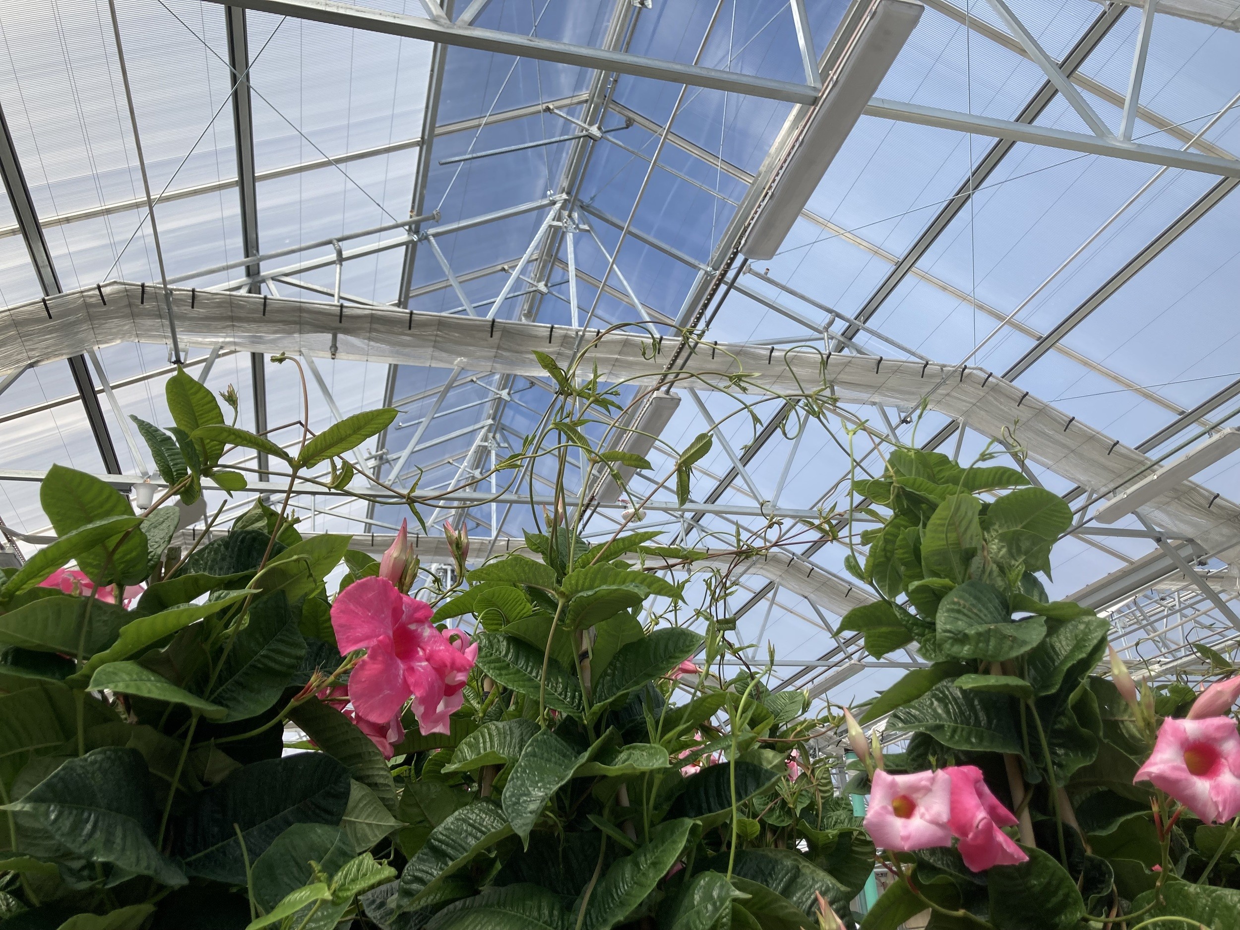 Greenhouse Environmental Management: 7 Strategies to Maximize Energy Efficiency