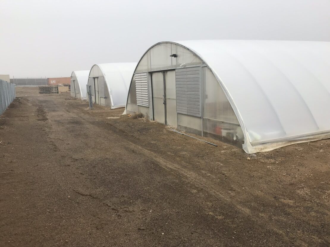 Columbine stand-alone, ground-to-ground greenhouse used for production.