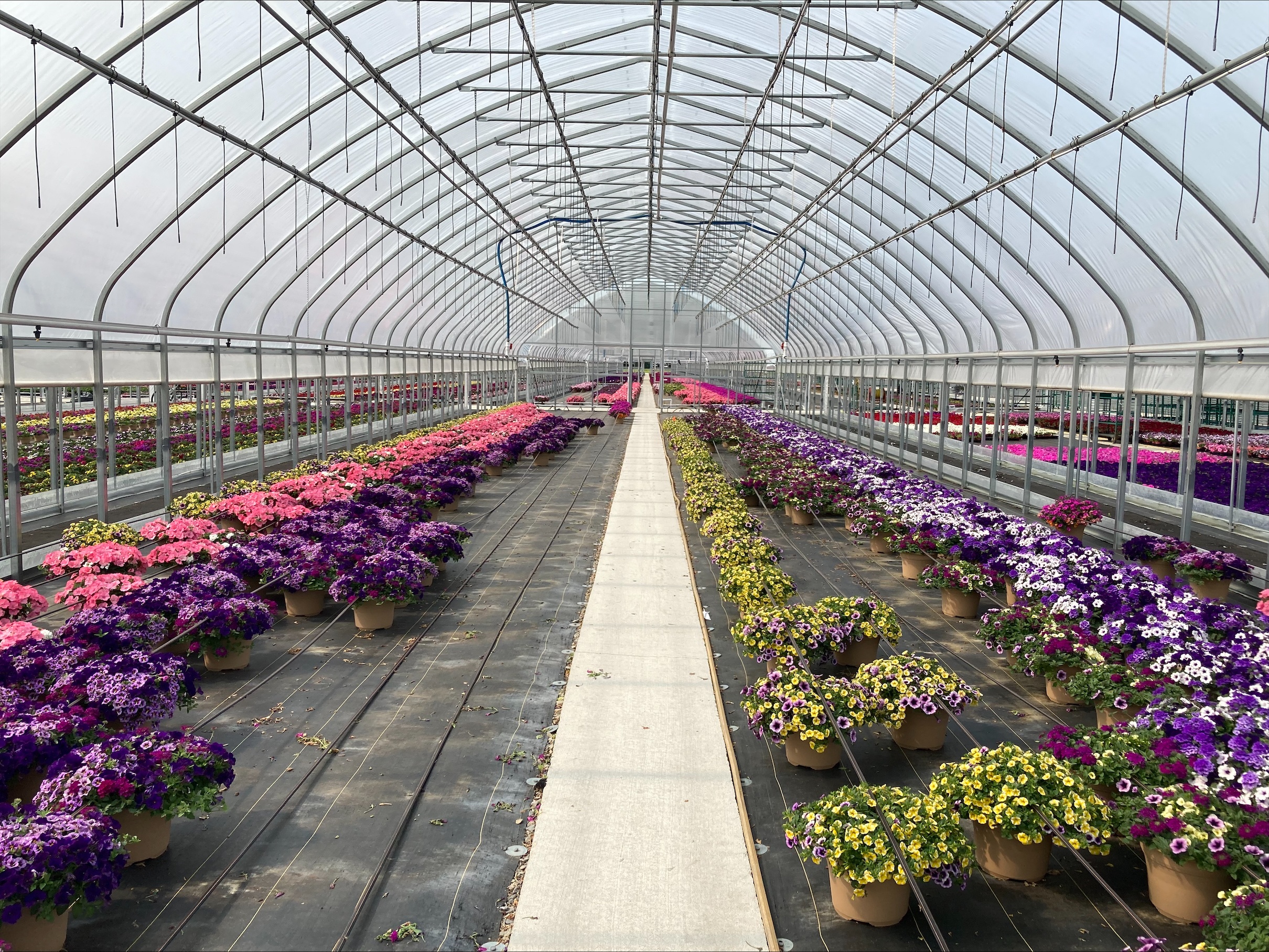 Windjammer ground-to-ground greenhouse used for production of ornamentals