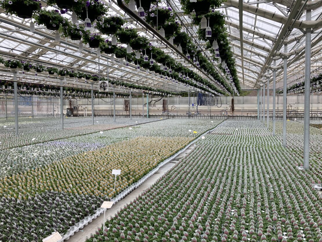 Interior of Vail greenhouse at Pleasant View Gardens showing hanging equipment from trusses.