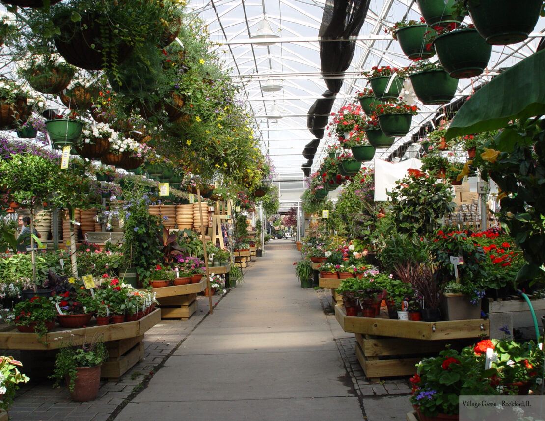 Inside of Village Green garden center's greenhouse showing hanging plants and benching layout.