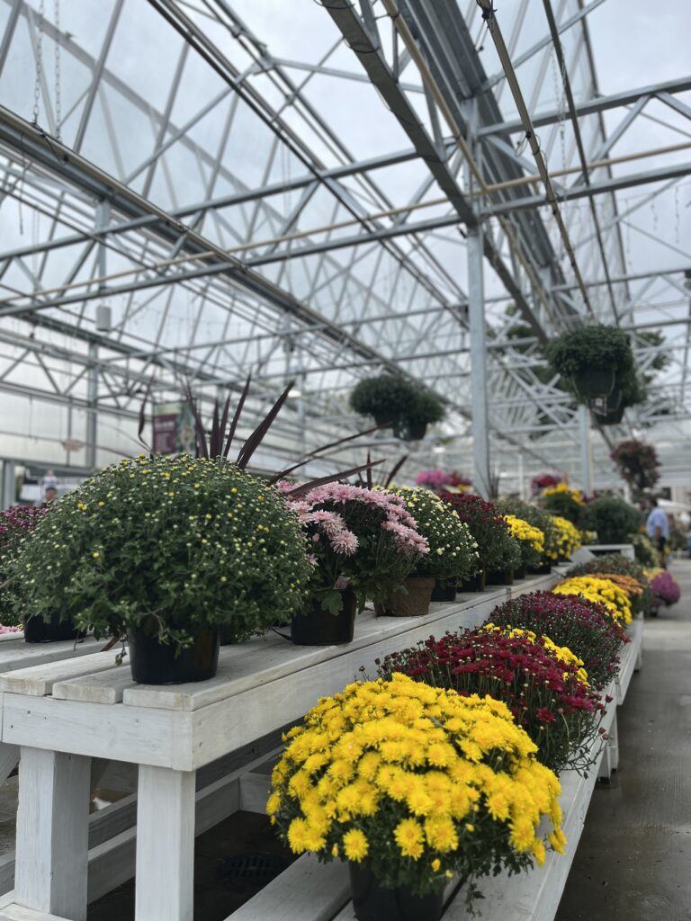White Oak Garden Center's greenhouse is full of fall mums at the end of the season.