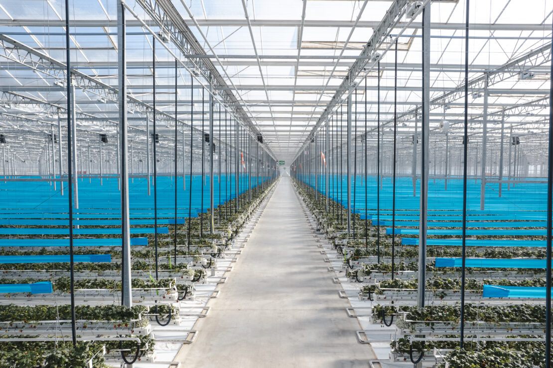 Produce greenhouses like Golden Acres use hydroponic systems to grow cucumbers.
