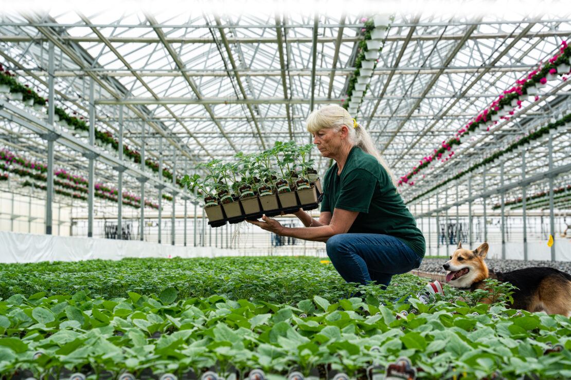 Employee checking plants at Lucas Greenhouses