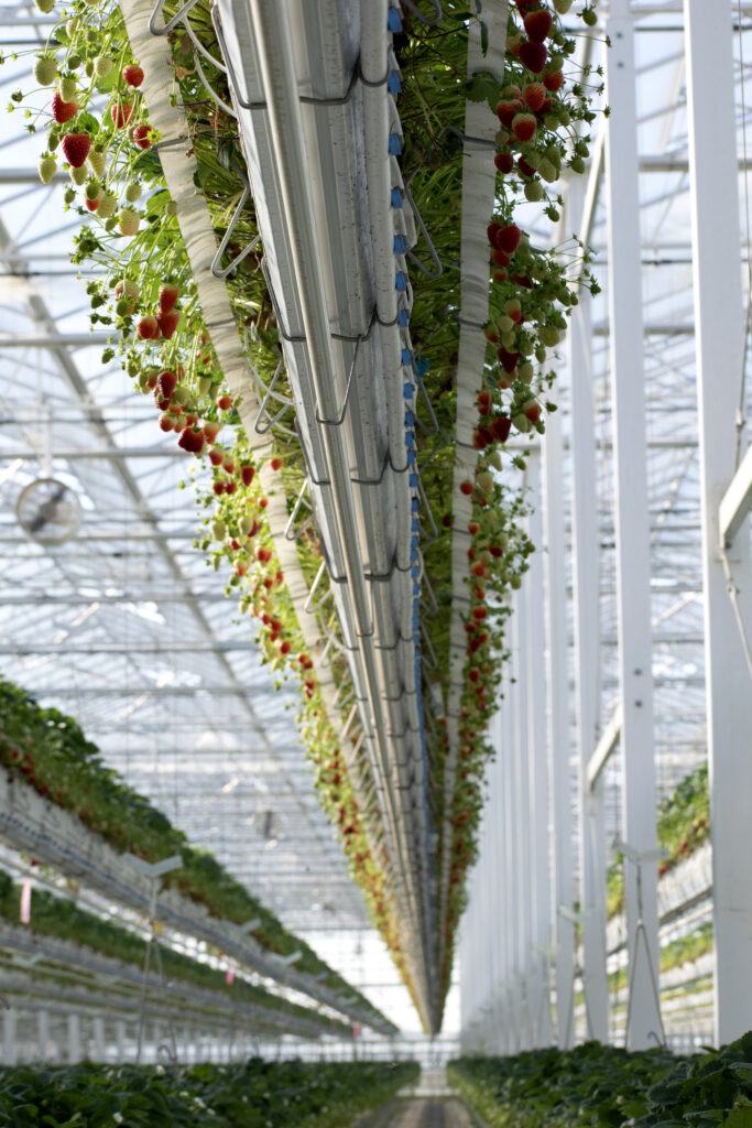 Strawberry gutter system at Mucci Farms