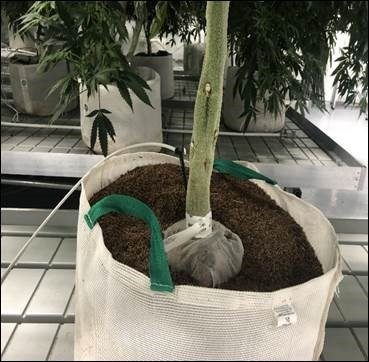 Drip irrigation attached to fabric cannabis pot.