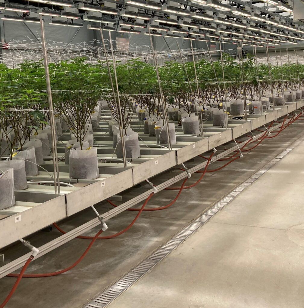 Cannabis irrigation setup used for rolling benches.