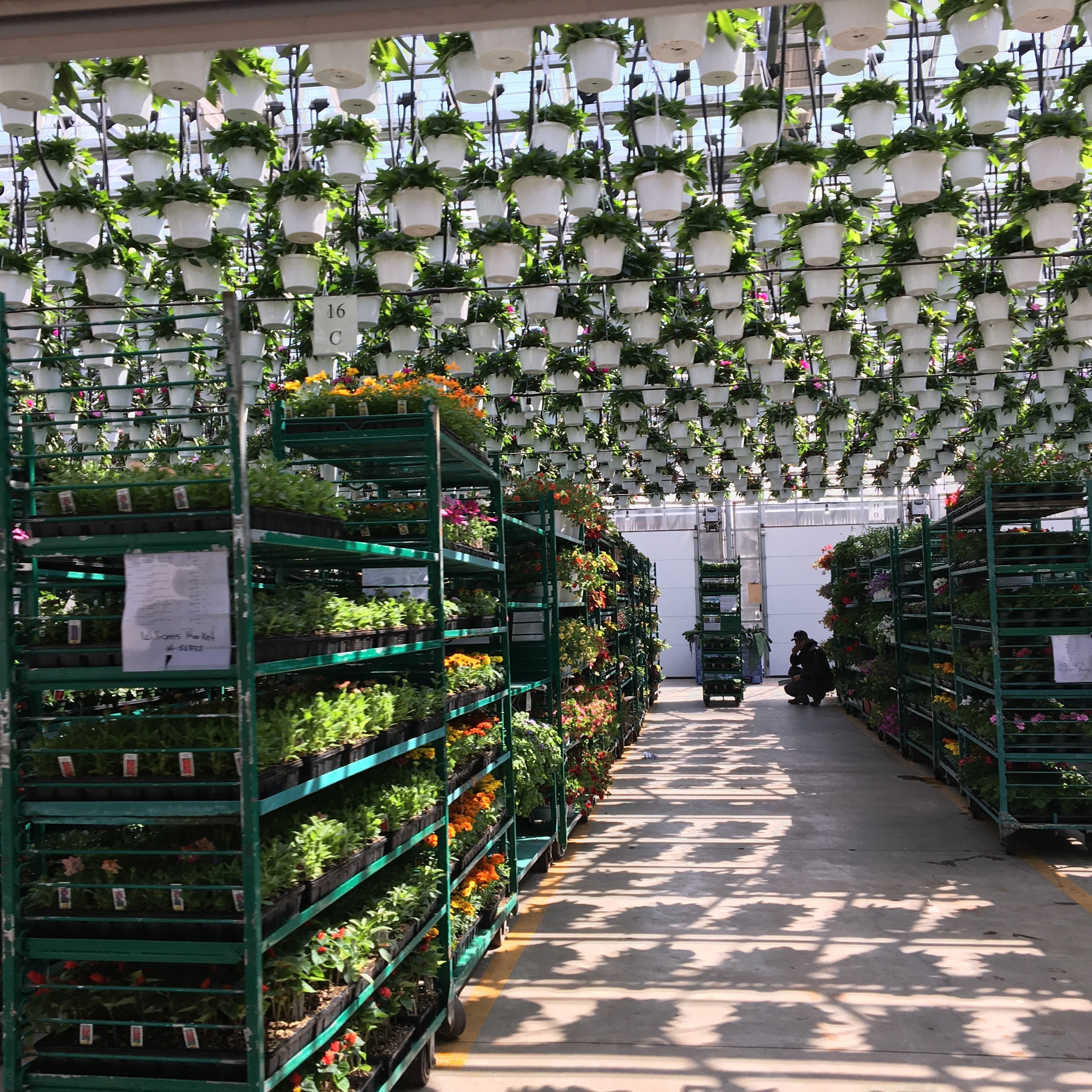 Hook-style hanging basket watering system over loading dock