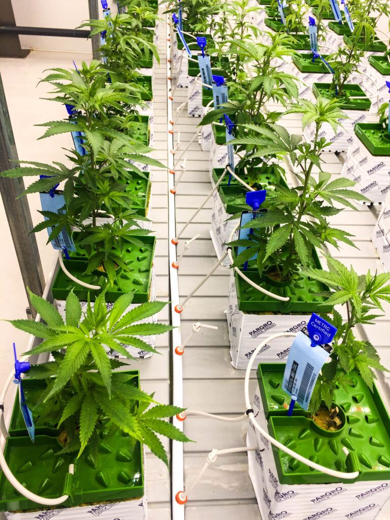 Bench irrigation line scaled for vegetative cannabis