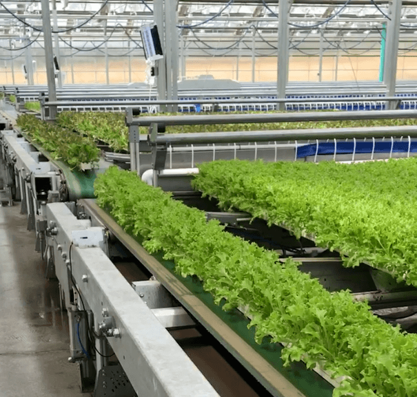 Mobile gutter system used for greenhouse lettuce cultivation