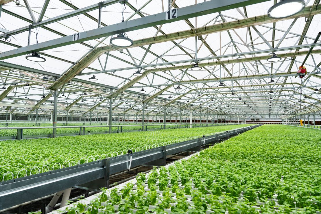 Vail greenhouse used for basil production with stationary gutters