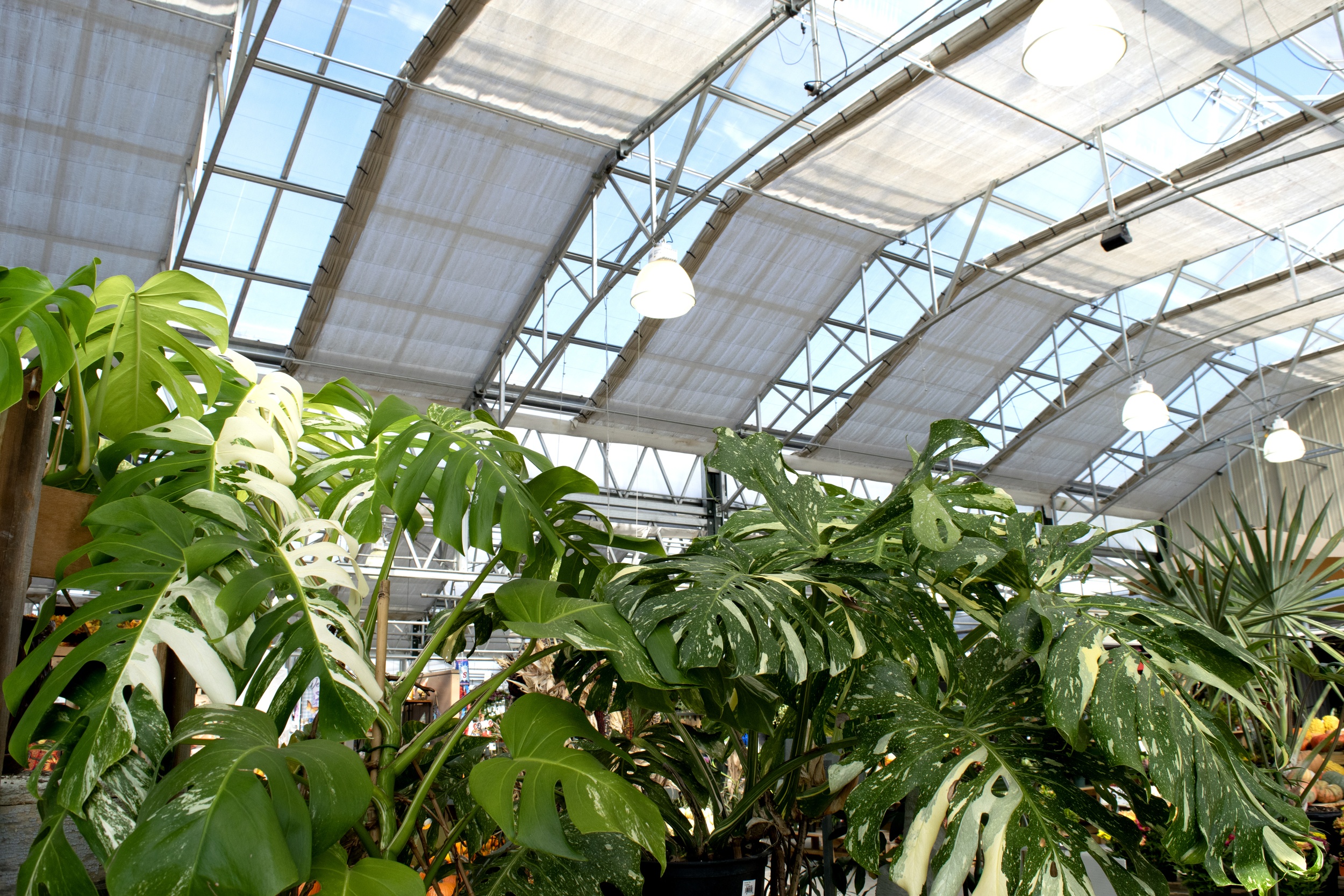 Greenhouse curtains pulled in a retail setting for greenhouse cooling.