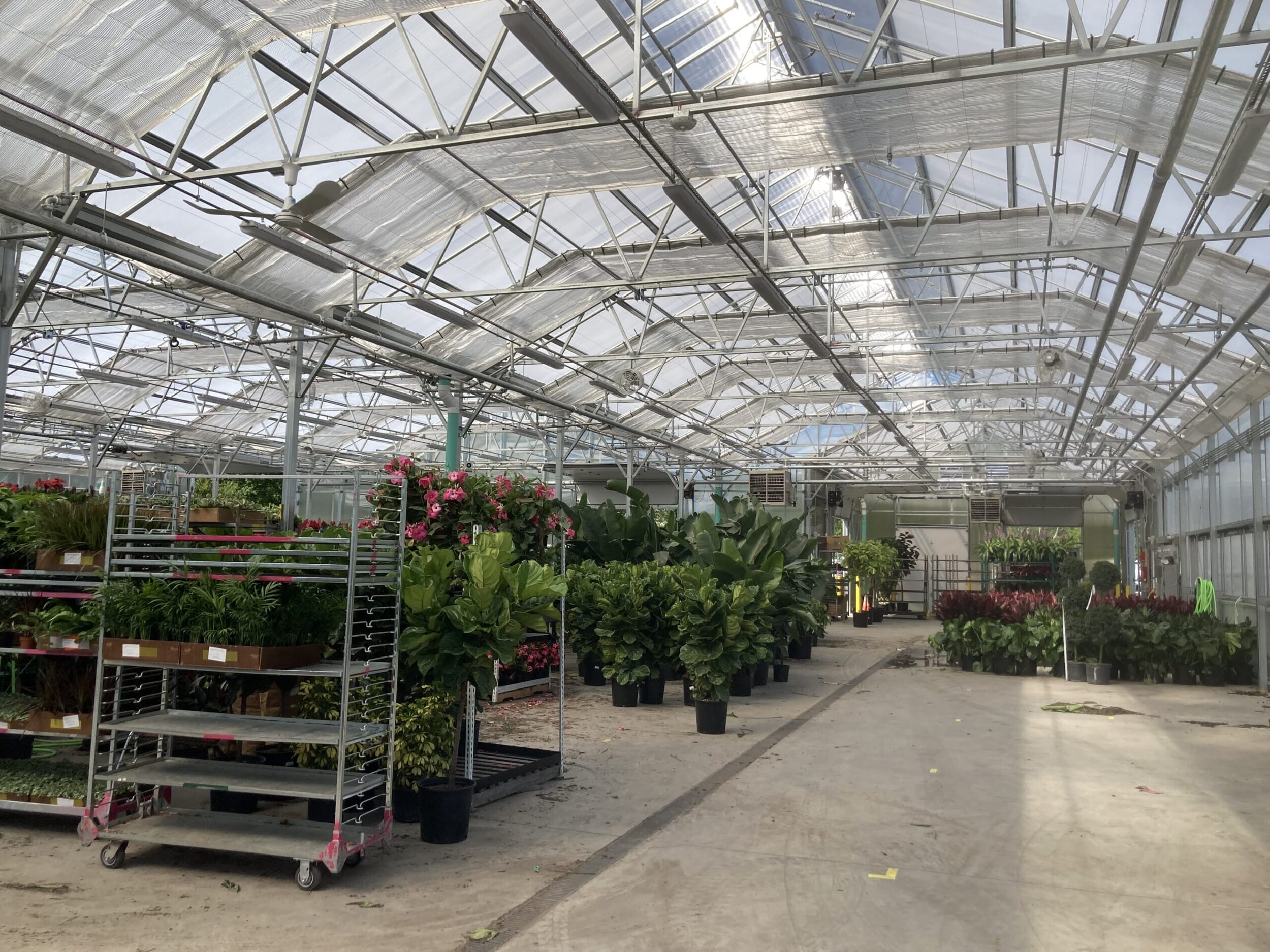 Interior shot of a Vail heavy duty greenhouse at Hicks Nurseries showing curtain systems and plant staging area