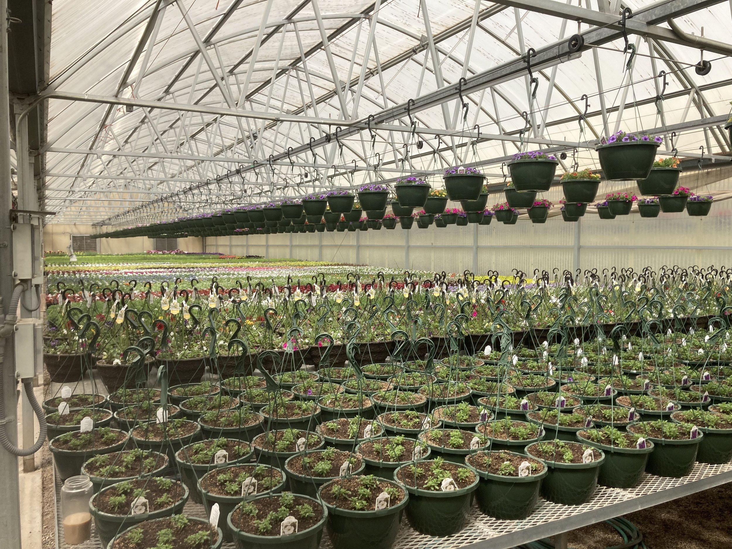 Rolling benches setup in a wholesale production greenhouse