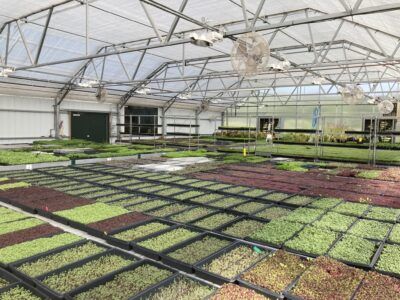 Benching used for wholesale plant production in a greenhouse