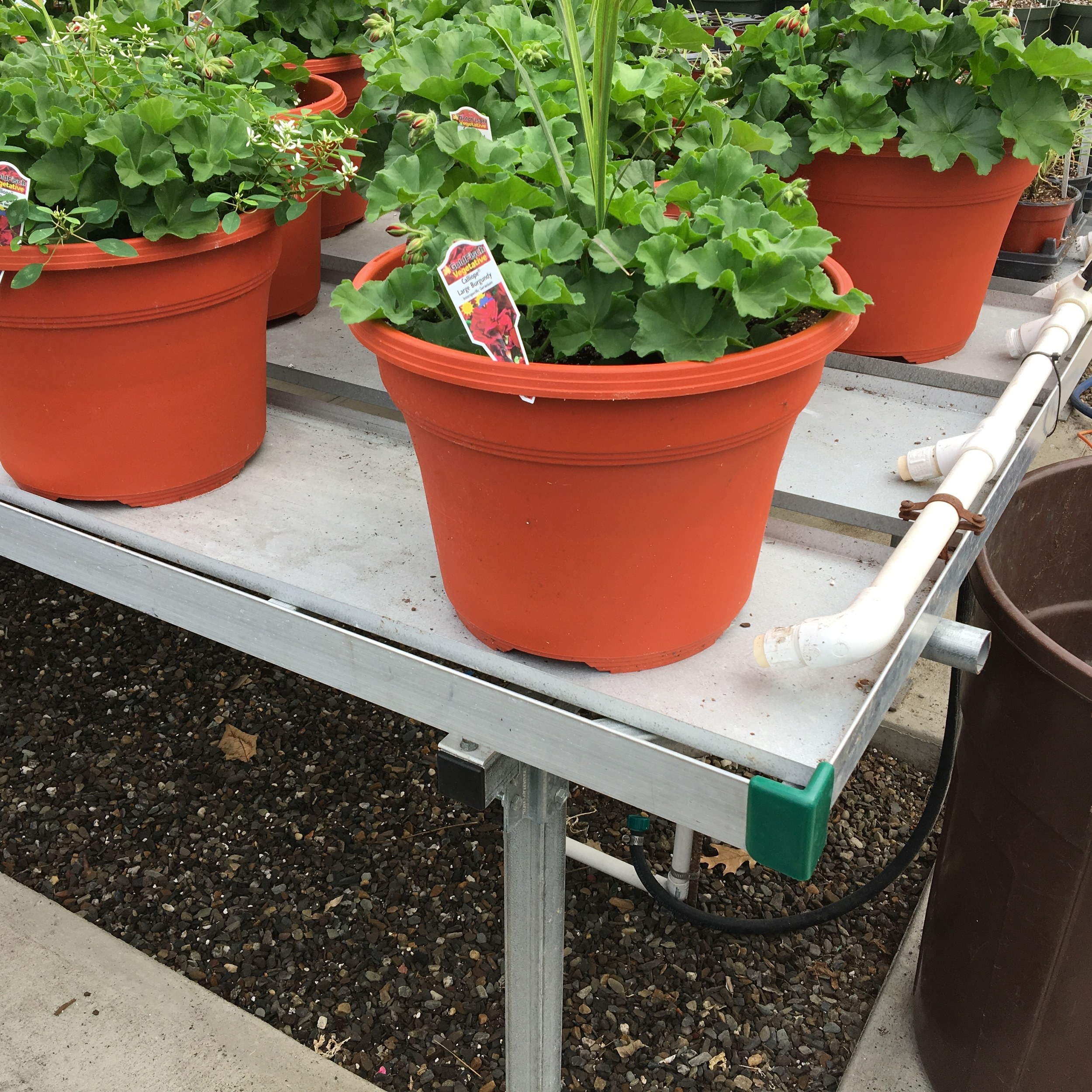 Ebb and flood benching system used to grow plants in a greenhouse