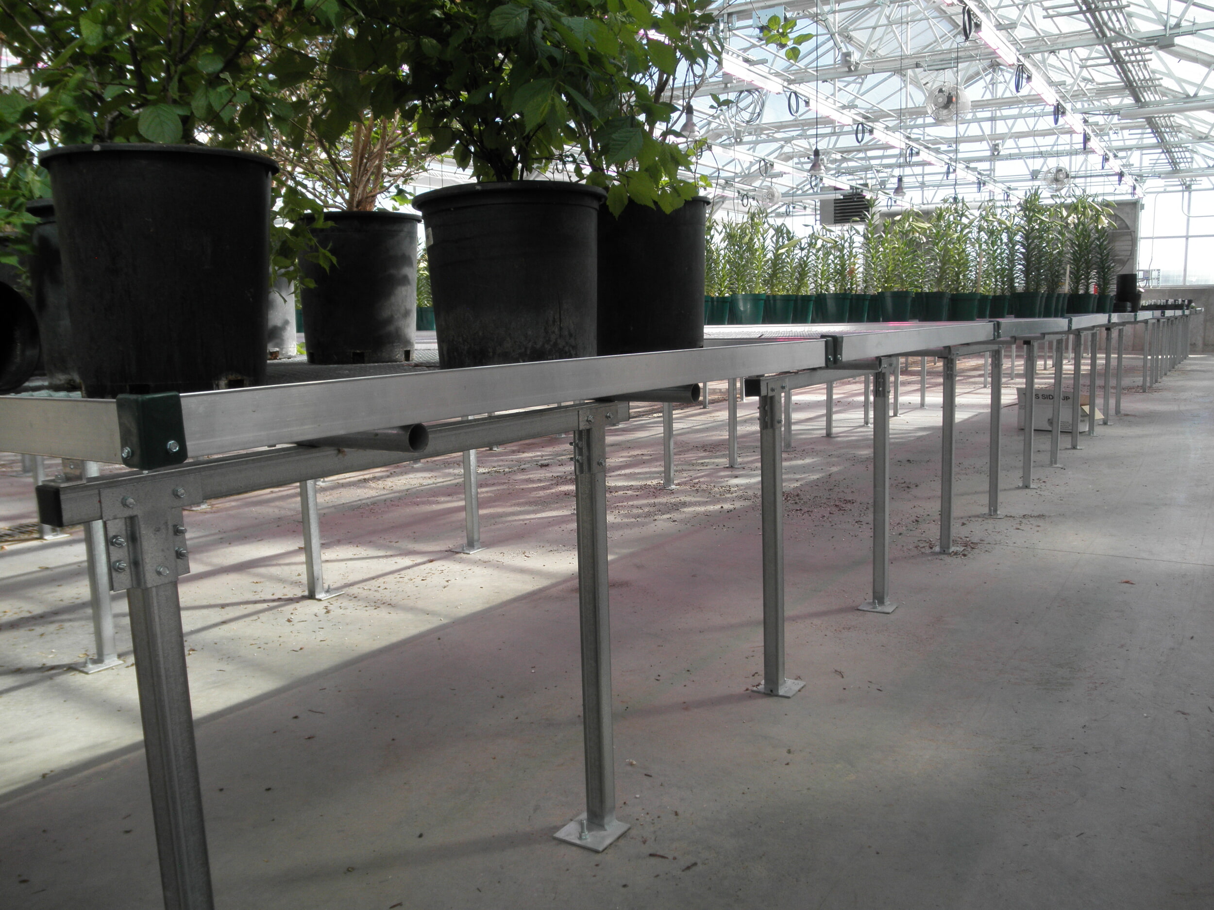 Rolling benches in a commercial greenhouse help growers maximize space.