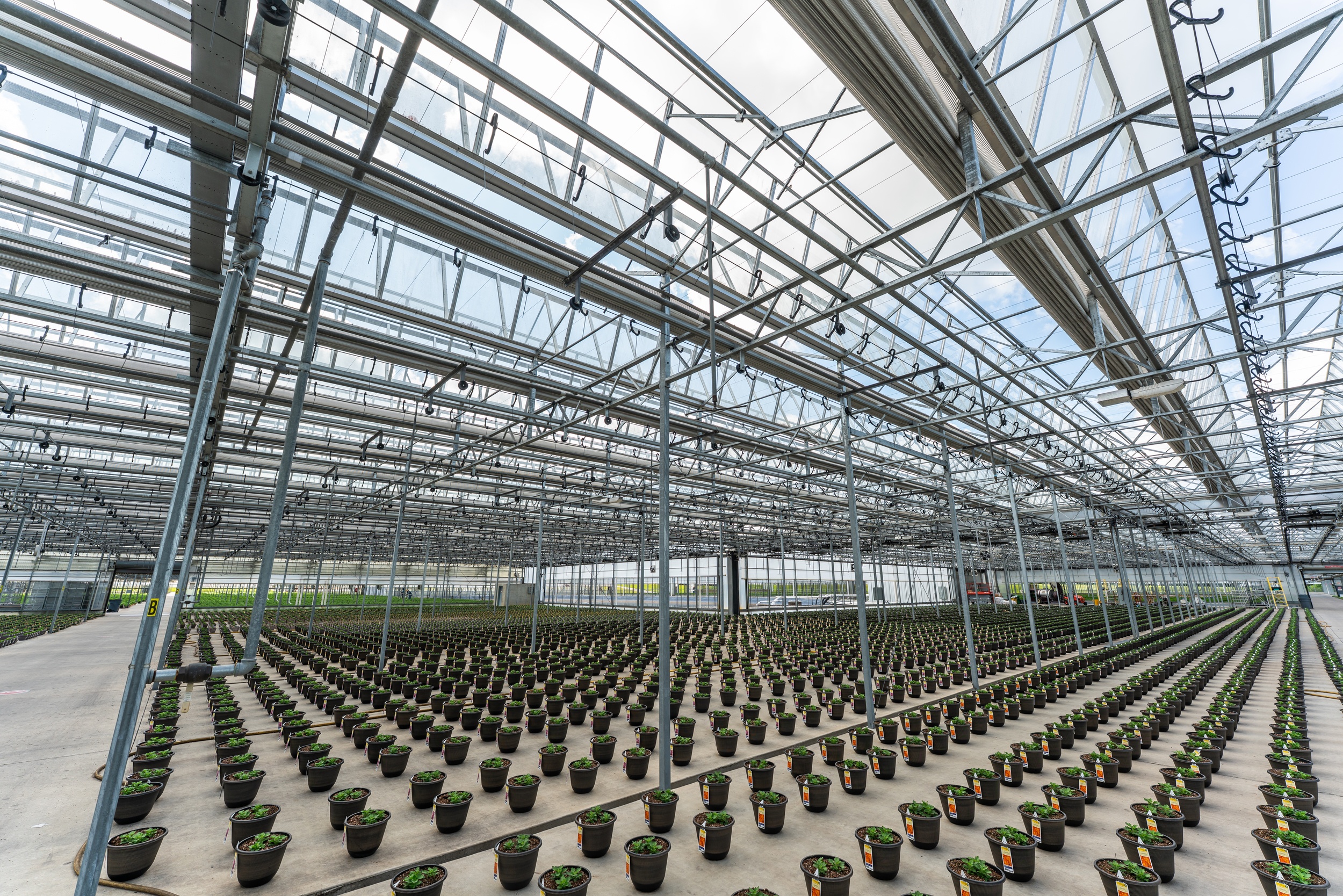 Large-scale greenhouse with spaced plant containers.