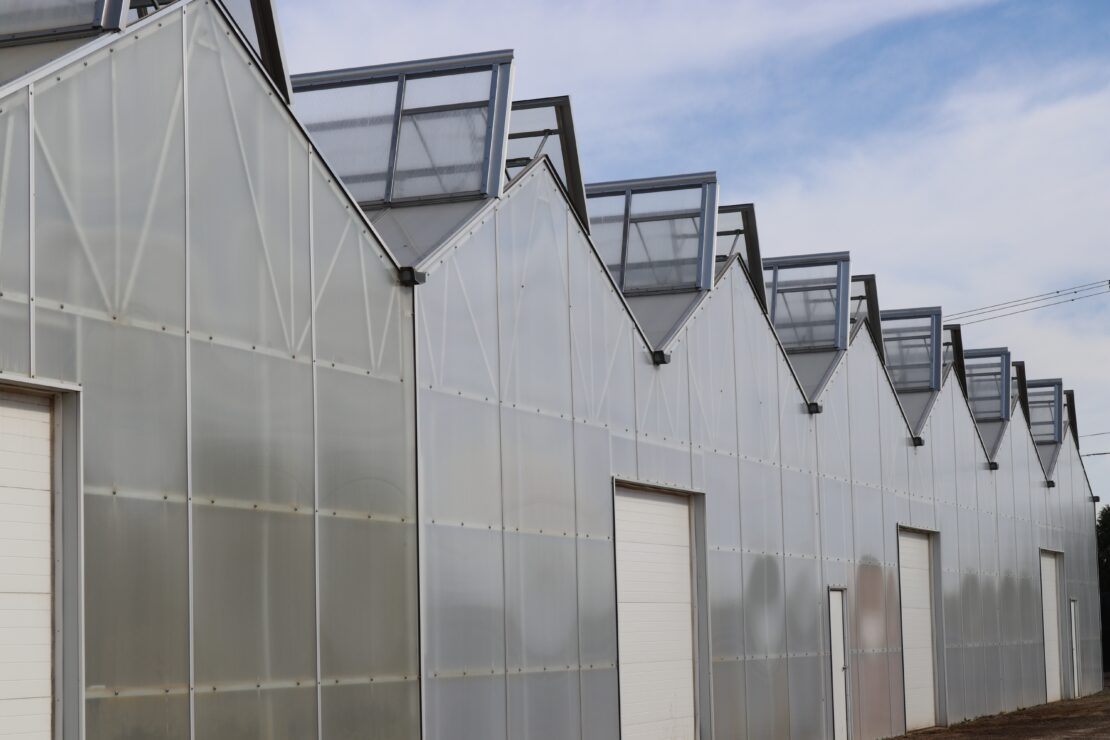 Goodmark Nursery - Dual Atrium 11 - Prospiant Overhead doors in Dual Atrium a-frame greenhouses allow for easy movement of plant material in and out of the greenhouse.