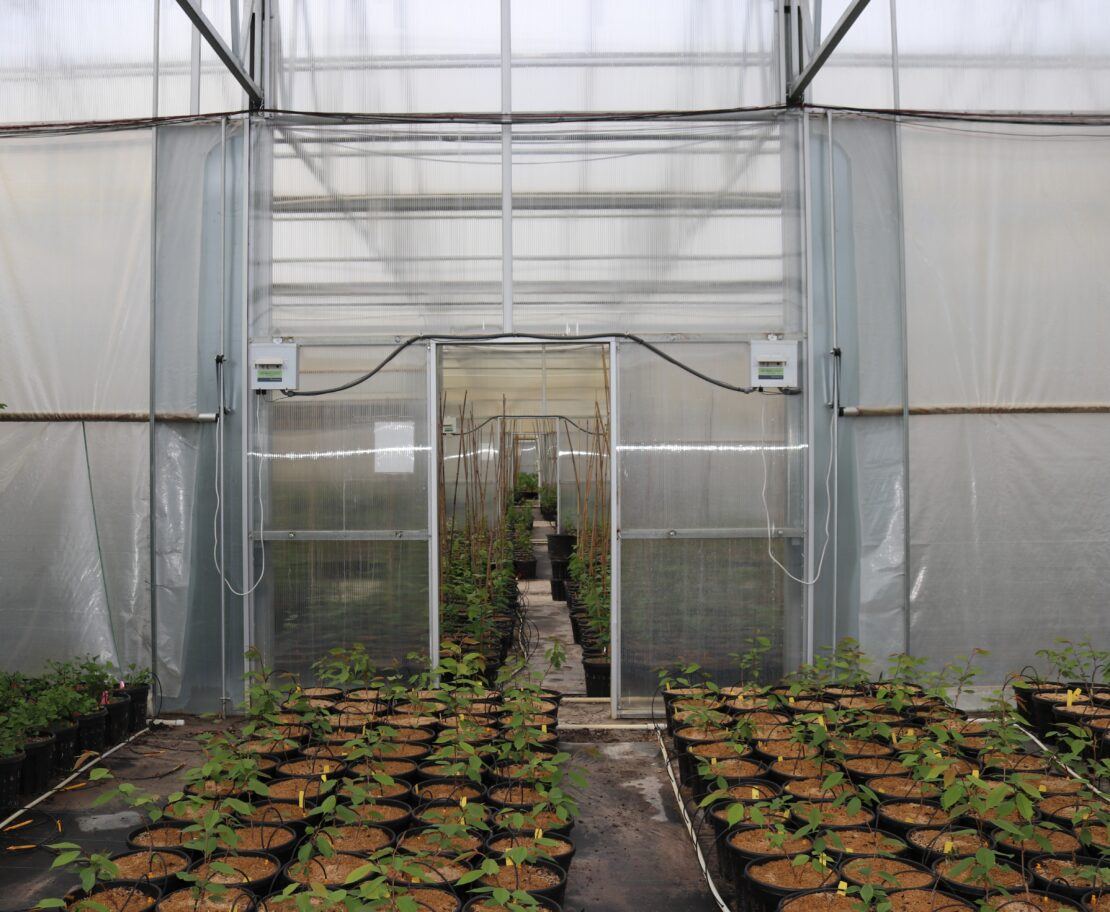Goodmark Nursery - Dual Atrium 7 - Prospiant Twin-wall 8mm clear polycarbonate was used on the interior partitions of Goodmark Nurseries' greenhouses.
