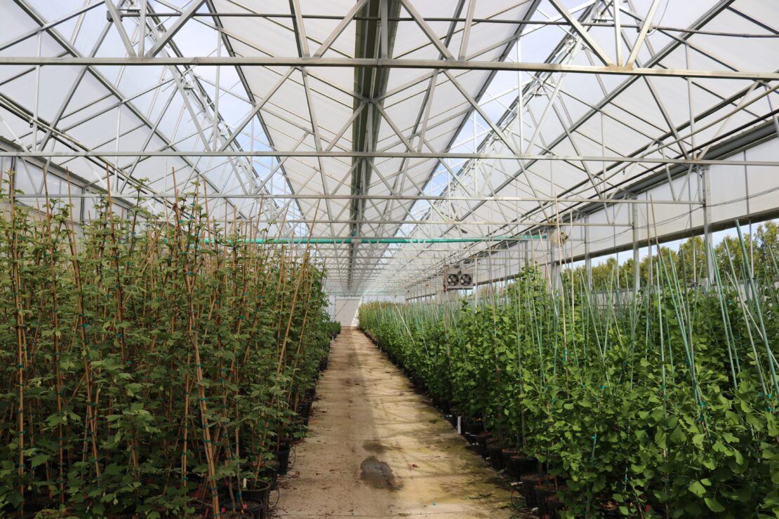 Goodmark Nursery - Dual Atrium 8 - Prospiant Goodmark Nurseries uses greenhouse bays 2-5 to house tree liners destined for later planting in the field.