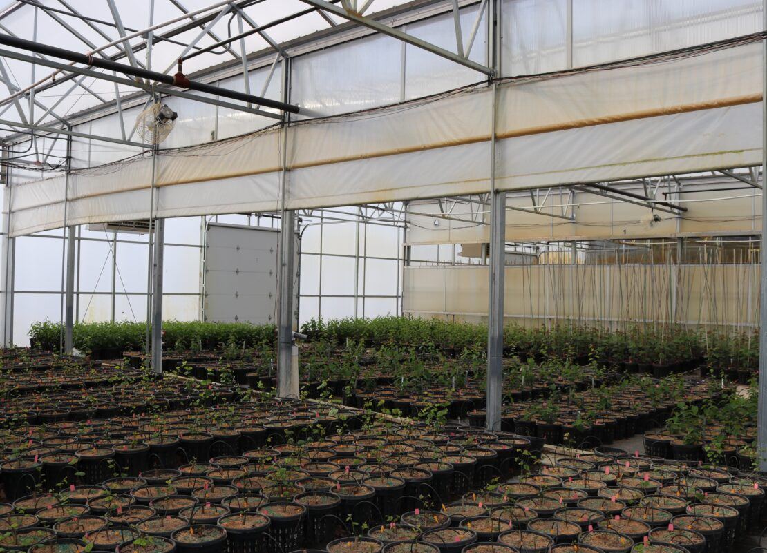 Goodmark Nursery - Dual Atrium 9 - Prospiant Interior wall partitions allow the greenhouse bay to be sectioned off.
