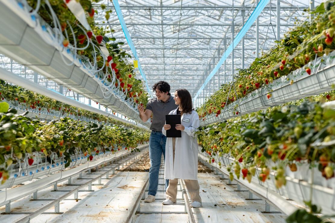 Employees inspect the strawberry crop in the growing gutters at Gold Star Farms greenhouse.