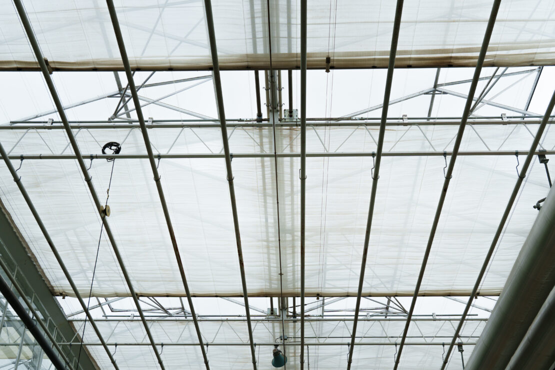 Climate Screens in Mucci Greenhouse - Prospiant Climate screens used in a Mucci produce/CEA greenhouse to protect crops.