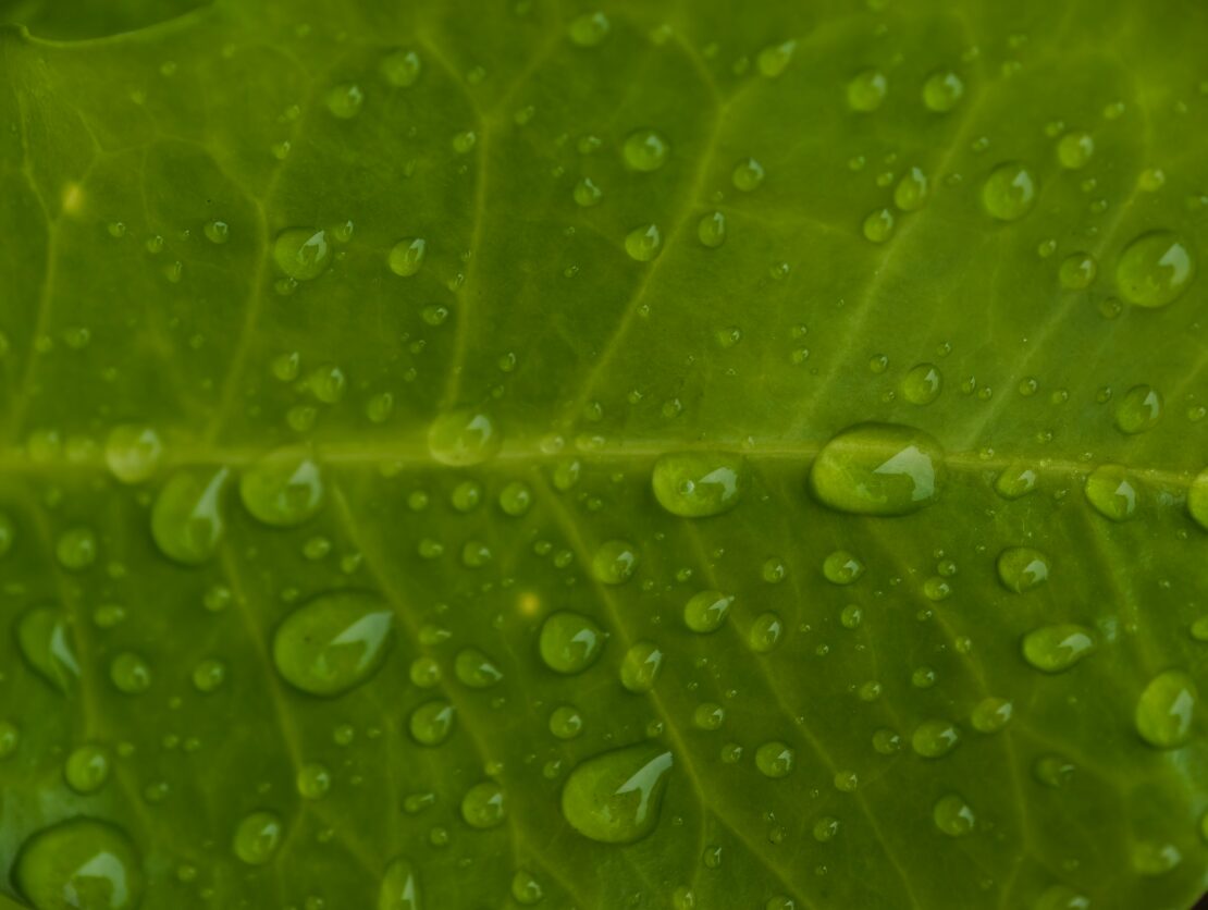8 Ways to Tackle to Greenhouse Humidity Control