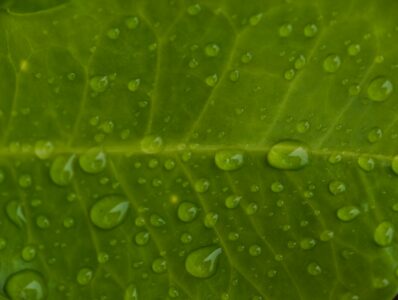 Condensation forming on leaves can be a sign of high humidity.