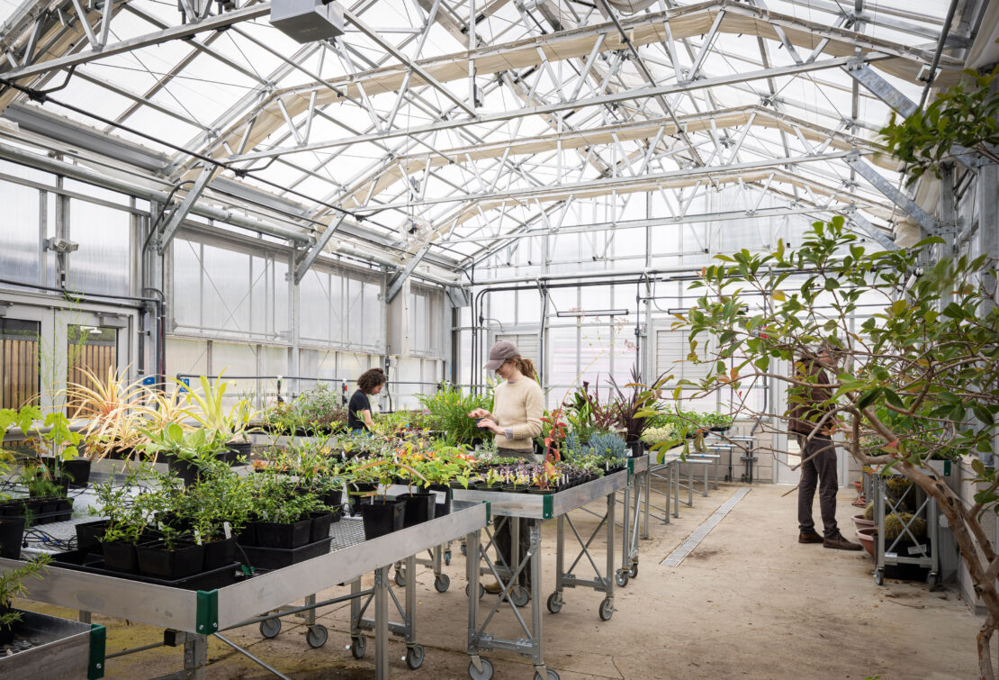 Merritt College Horticulture Complex2_educational greenhouse_Aframe - Prospiant Merritt College uses its new greenhouses for instruction and plant propagation.
