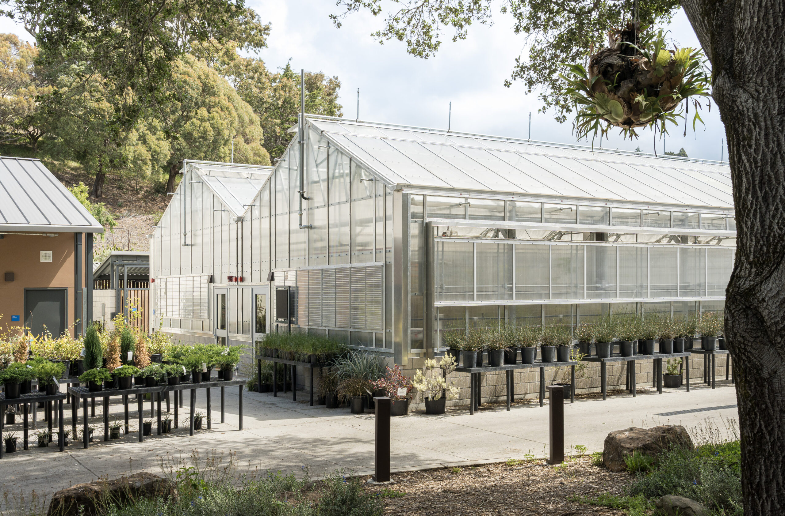 Merritt College Horticulture Complex7_educational greenhouse_Aframe - Prospiant Two-zone, a-frame educational greenhouse at Merritt College Horticulture Complex.